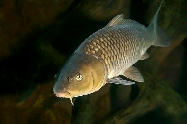 養哪種魚可以放沸石粉？又如何使用呢？