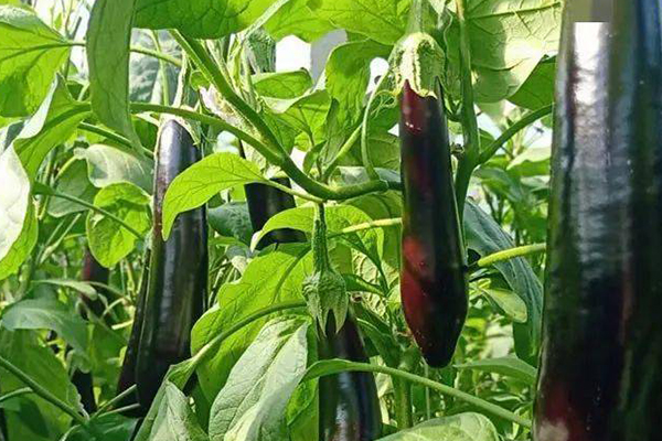 種植茄子時添加沸石真的能促進(jìn)生長嗎？-國投盛世