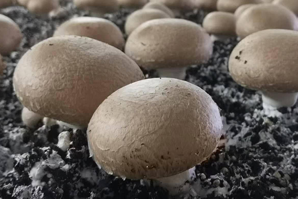 種蘑菇時(shí)加入沸石真的能夠有效提升產(chǎn)量嗎？