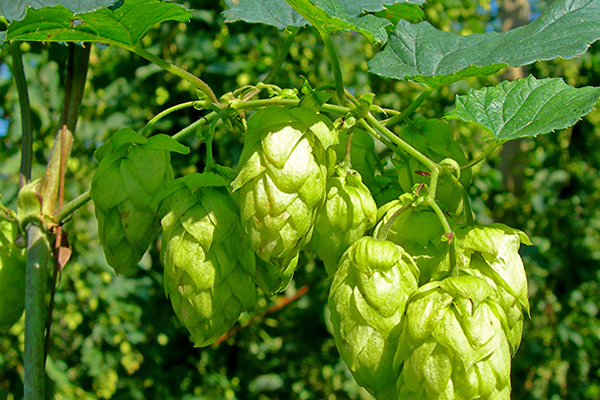 沸石對(duì)啤酒花種植有什么好處？-國(guó)投盛世