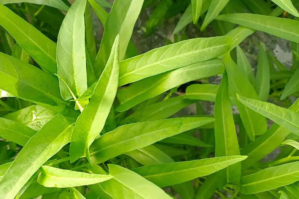 沸石能否助力空心菜產量提升？