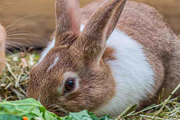 沸石在家兔飼料中應用效果如何？