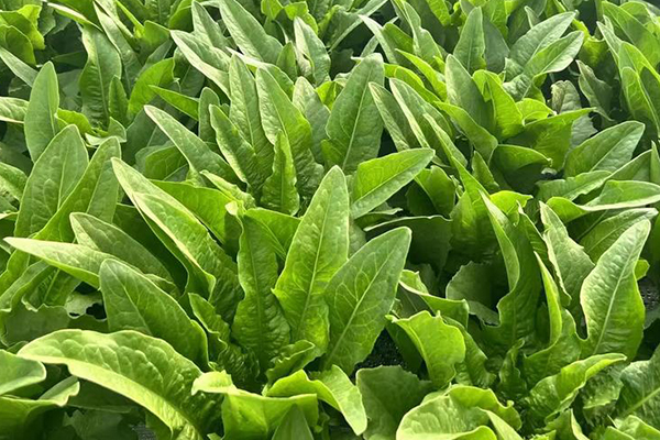 種植油麥菜時(shí)為何加入沸石能增產(chǎn)？-國(guó)投盛世