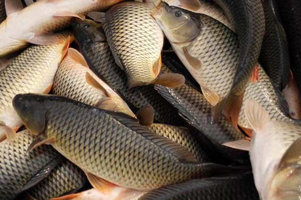 養(yǎng)殖鯉魚時(shí)添加沸石能帶來哪些好處？-國投盛世