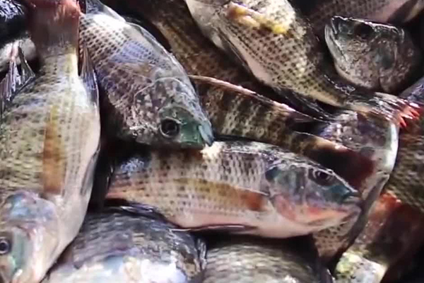 養羅非魚時加入沸石能帶來哪些好處？