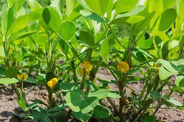 花生種植能否添加沸石？