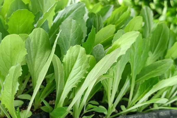 油麥菜育苗和種植時(shí)使用沸石帶來哪些好處？